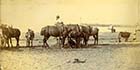  Marine Terrace sands [Hoday, 2 July 1892]